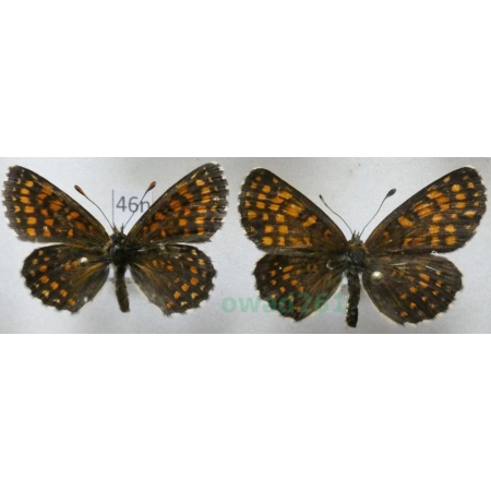 Melitaea athalia (Rottemburg, 1775) pair Przeplatka atalia Poland46n